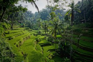 sawah terasering bali